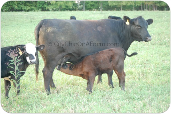 Calf Nursing