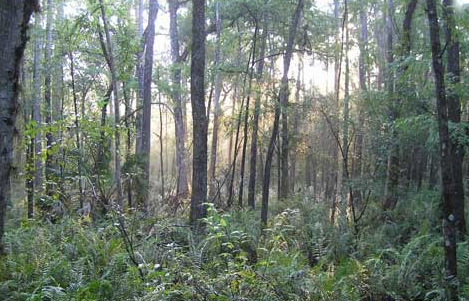 Six Mile Cypress Slough Preserve