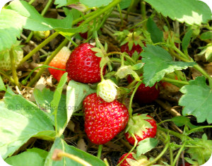 Strawberries on vine